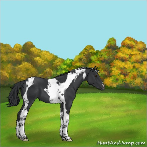 Horse Color:Black Chinchilla Tobiano 