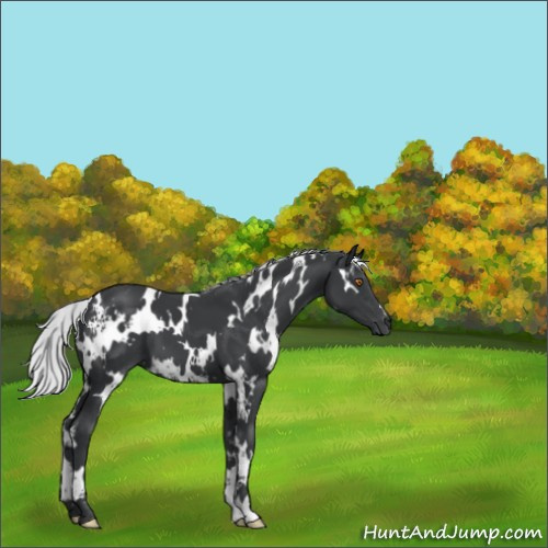 Horse Color:White Spotted Silver Black Chinchilla 