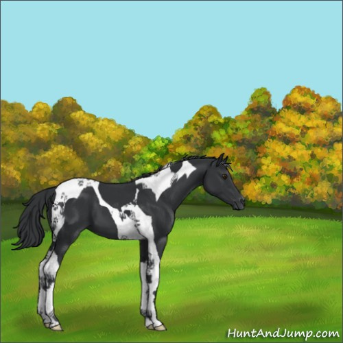 Horse Color:Black Chinchilla Tobiano 