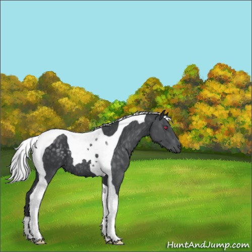 Horse Color:Silver Black Chinchilla Tobiano 