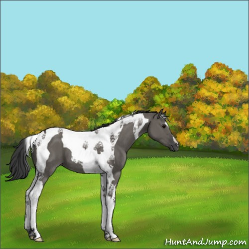 Horse Color:Grullo Tobiano 