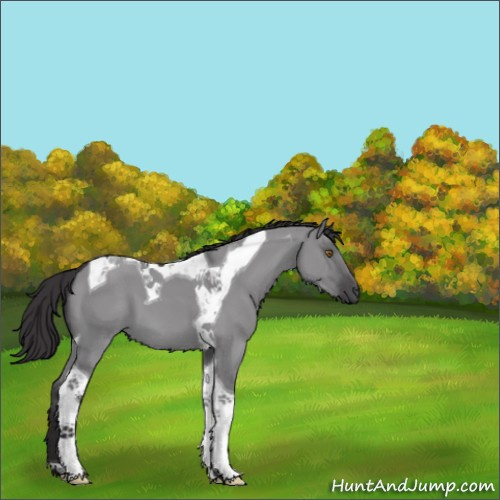 Horse Color:Smoky Grullo Chinchilla Tobiano 