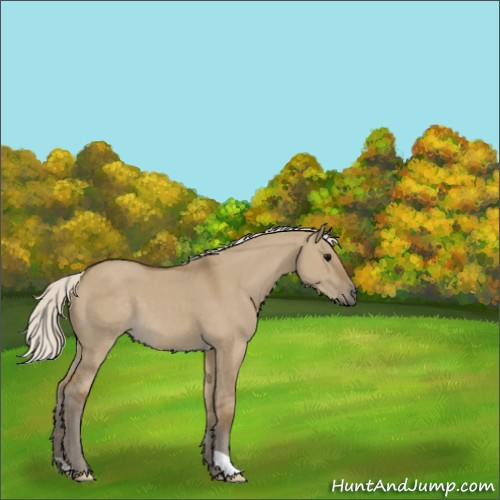 Horse Color:Silver Smoky Grullo 