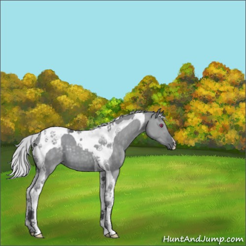 Horse Color:Silver Grullo Chinchilla Tobiano 