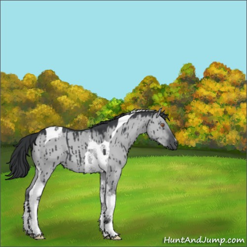 Horse Color:Grullo Chinchilla Tobiano Brindle 
