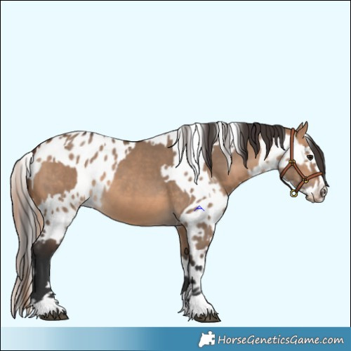 Horse Color:Bay Dun  and Bay Dun Appaloosa 