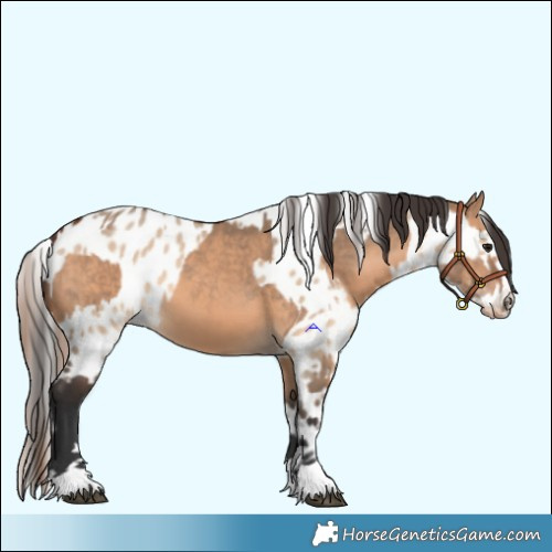 Horse Color:Bay Dun and Bay Dun Appaloosa