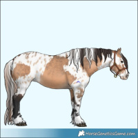 Horse Color:Bay Dun  and Bay Dun Appaloosa