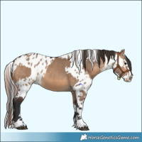 Horse Color:Bay Dun  and Bay Dun Leopard 