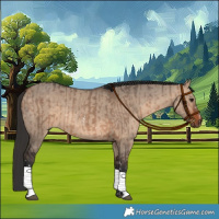 Horse Color:Bay Dun Sabino  and Bay Dun 