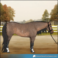 Horse Color:Bay Dun Sabino  and Bay Dun 