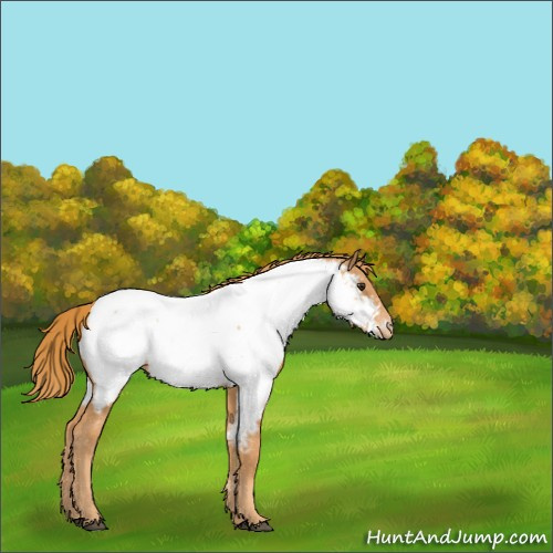 Horse Color:Chestnut Appaloosa Rabicano 