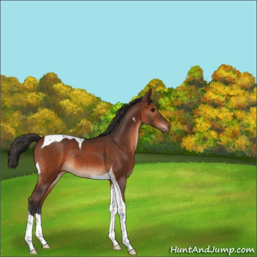 Horse Color:Brown Tobiano Rabicano 