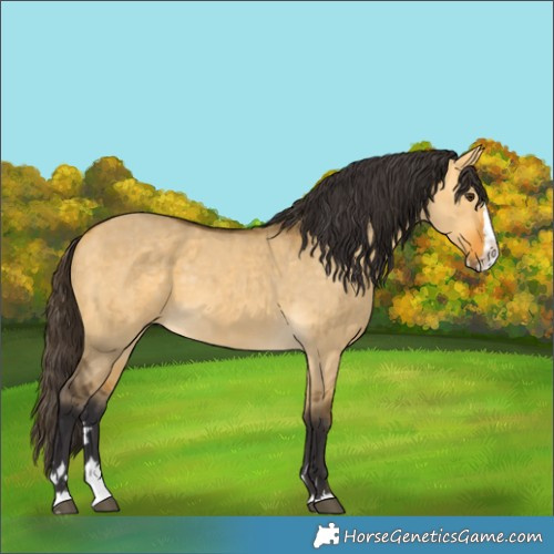 Horse Color:Buckskin Dun  and Buckskin Dun Splash 