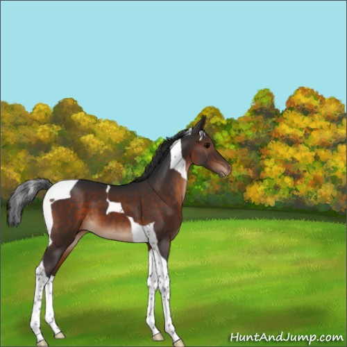 Horse Color:Brown Tobiano Appaloosa 