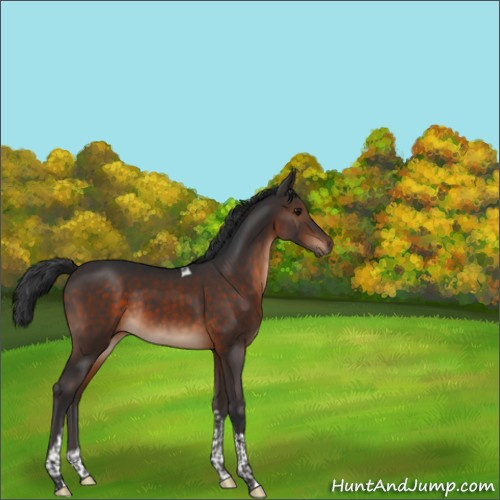 Horse Color:Brown Tobiano Rabicano 