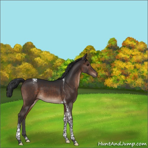 Horse Color:Brown Tobiano 