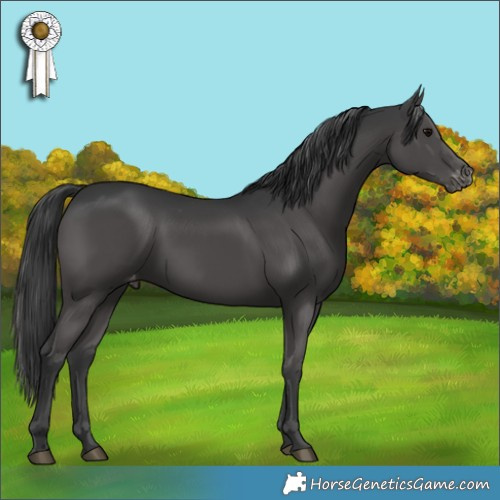 Horse Color:Black Appaloosa Rabicano 