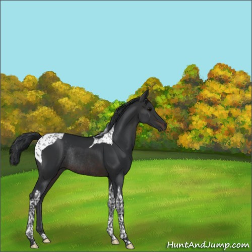 Horse Color:Brown Tobiano Rabicano 