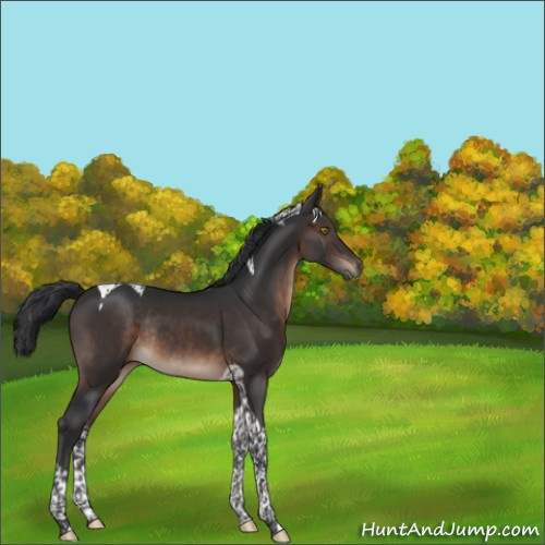 Horse Color:Brown Tobiano Rabicano 