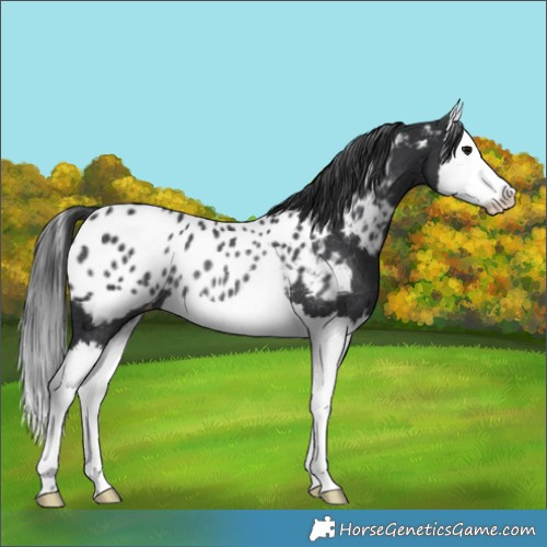 Horse Color:Black Splash Appaloosa Rabicano 