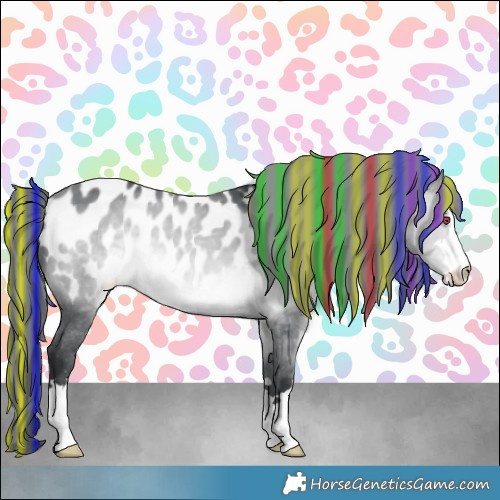 Horse Color:Painted Bay Chinchilla Appaloosa 