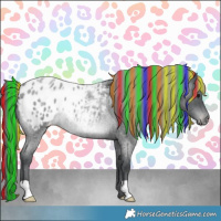 Horse Color:Painted Blue Chinchilla Roan Appaloosa