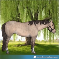 Horse Color:Bay Dun and Amber Champagne Dun