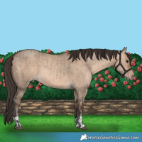 Horse Color:Bay Dun  and Amber Champagne Dun 