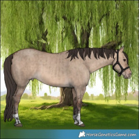 Horse Color:Bay Dun  and Amber Champagne Dun 