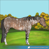 Horse Color:White Spotted Brown Dun Sabino Brindle  and Brown Dun 