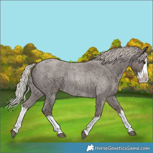 Horse Color:Silver Blue Roan Splash Rabicano 