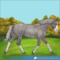 Horse Color:Silver Blue Roan Splash Rabicano 