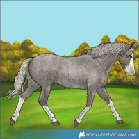 Horse Color:Silver Blue Roan Splash Rabicano 