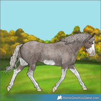 Horse Color:Silver Blue Roan Splash Frame 