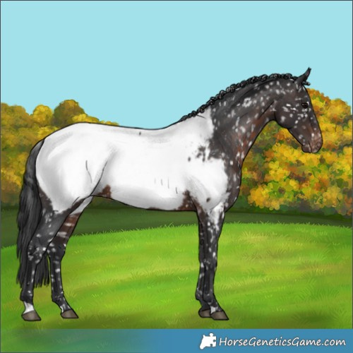 Horse Color:Brown Appaloosa Rabicano 