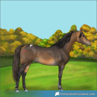 Horse Color:Buckskin Tobiano
