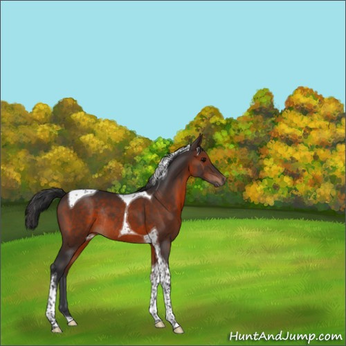 Horse Color:Brown Tobiano Rabicano 