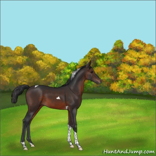 Horse Color:Brown Tobiano 