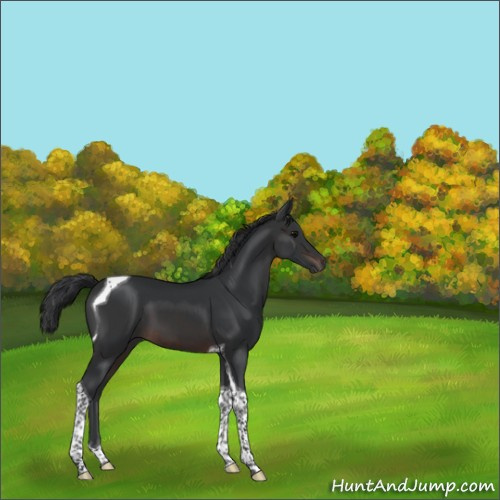 Horse Color:Brown Tobiano 