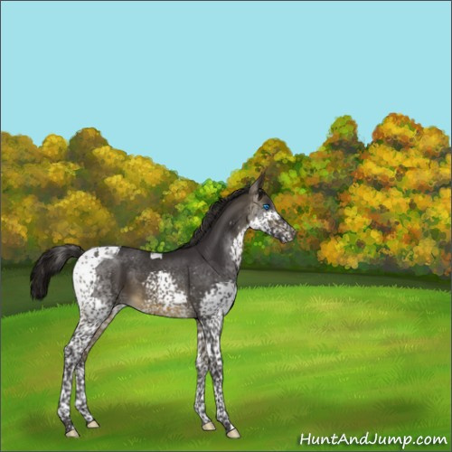 Horse Color:Buckskin Splash Tobiano 