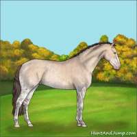 Horse Color:Amber Champagne Dun  and White Spotted Amber Champagne Dun 