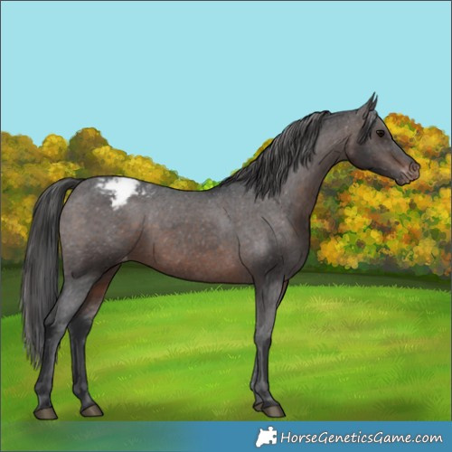 Horse Color:Brown Appaloosa Rabicano 
