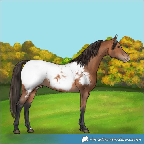 Horse Color:Bay Appaloosa 