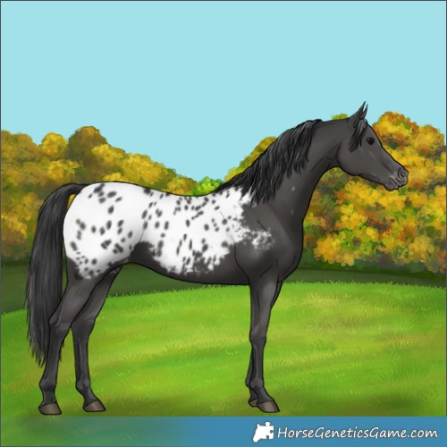 Horse Color:Black Appaloosa 