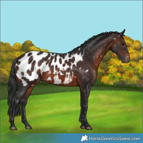 Horse Color:Brown Appaloosa Rabicano 