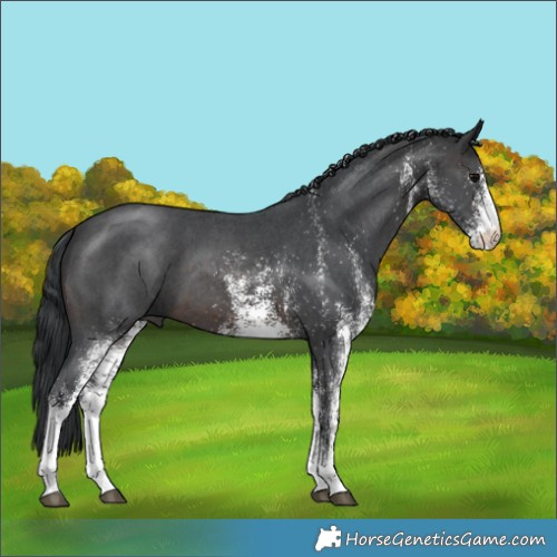 Horse Color:White Spotted Brown 