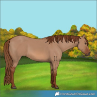 Horse Color:Red Dun 