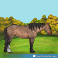 Horse Color:Bay Dun and Bay Dun
