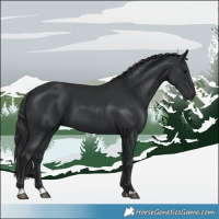 Horse Color:Black 